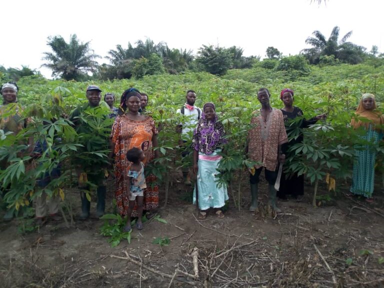 Department of Agriculture- Shama Demonstrate on Post-harvest management techniques to cassava farm at Essumankrom