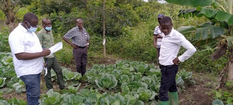 Farm Demonstration On Cabbage At Antseambua by Department Of Agriculture -Shama