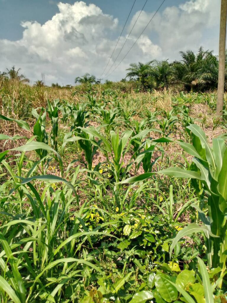 Farm Demonstration On Maize At Bronikrom by Department Of Agriculture -Shama